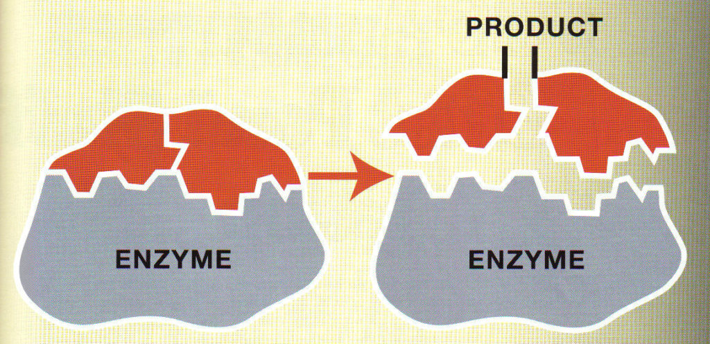 How an Enzyme Works
